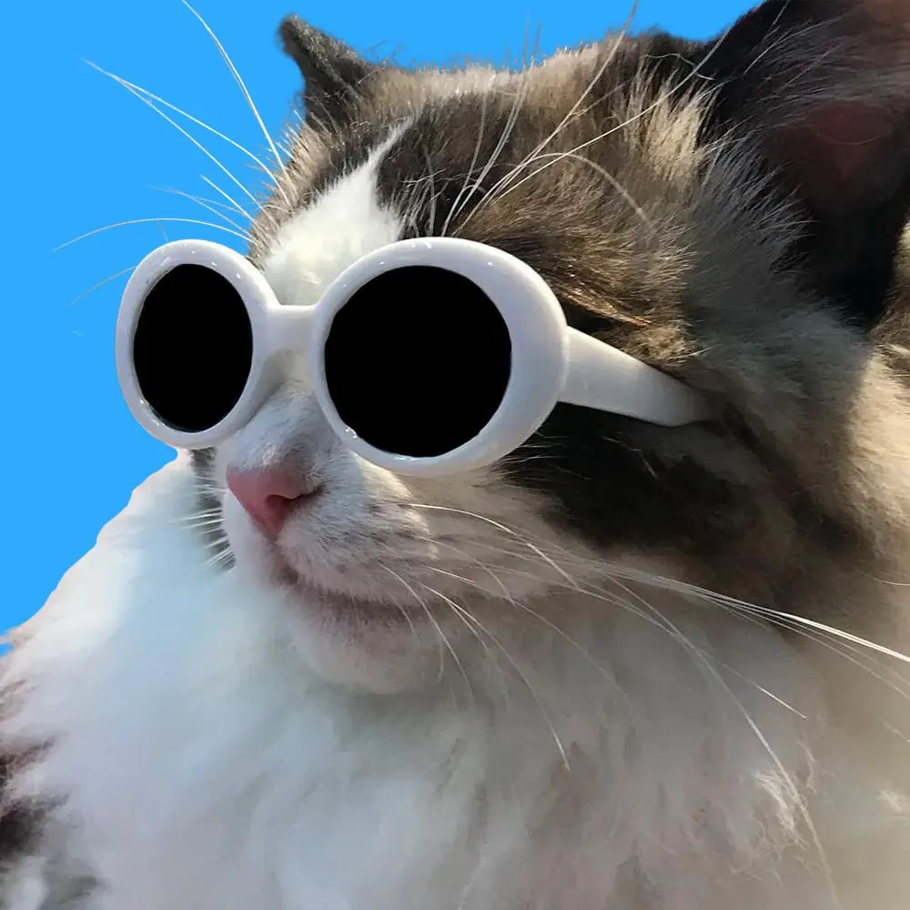 Cool Cat: The Crypto Phenomenon Uncovered by a Late-Night Twitter Scroll